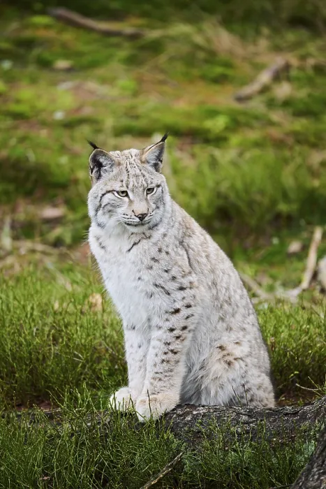 Framed Print : Eurasian lynx (Lynx lynx) in a forest