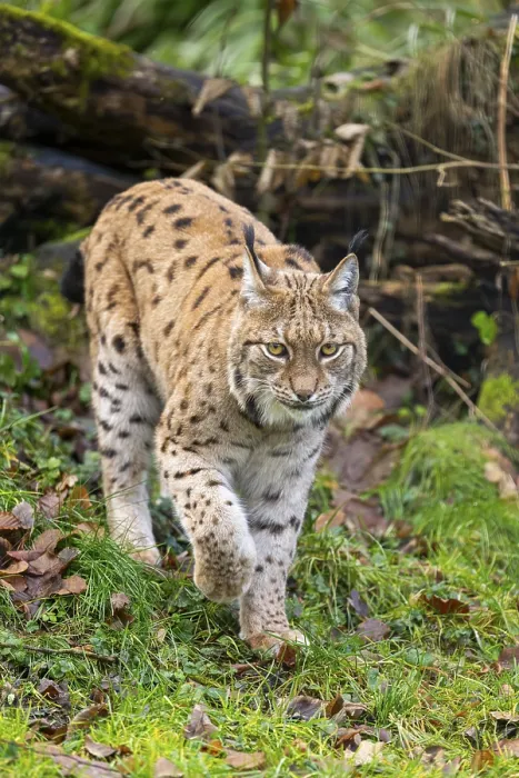 Framed Print : Eurasian lynx (Lynx lynx), in a forest