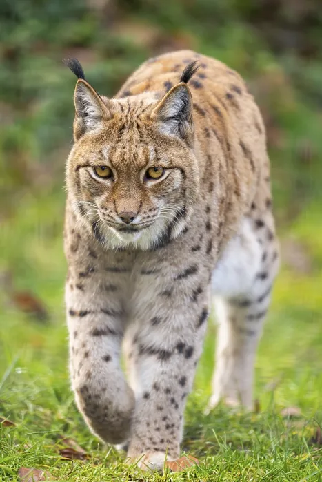 Framed Print : Eurasian lynx (Lynx lynx), in a forest