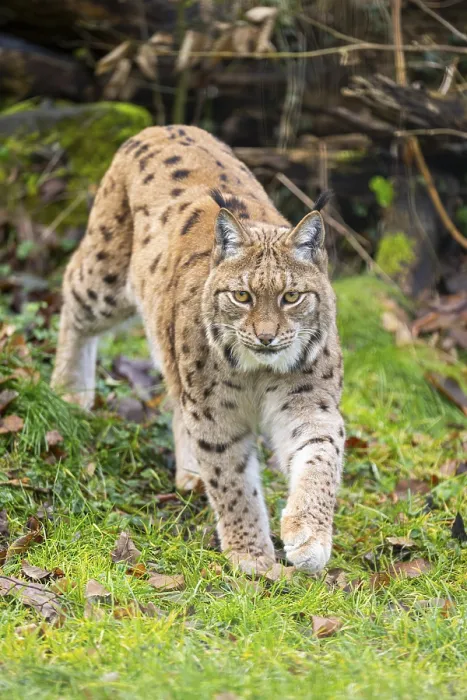 Framed Print : Eurasian lynx (Lynx lynx), in a forest Framed Print : Eurasian lynx (Lynx lynx), in a forest