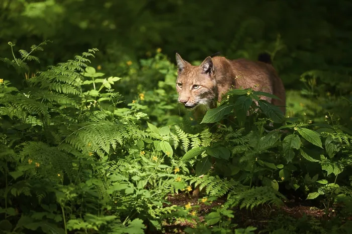 Framed Print : Eurasian lynx (Lynx lynx) in a forest