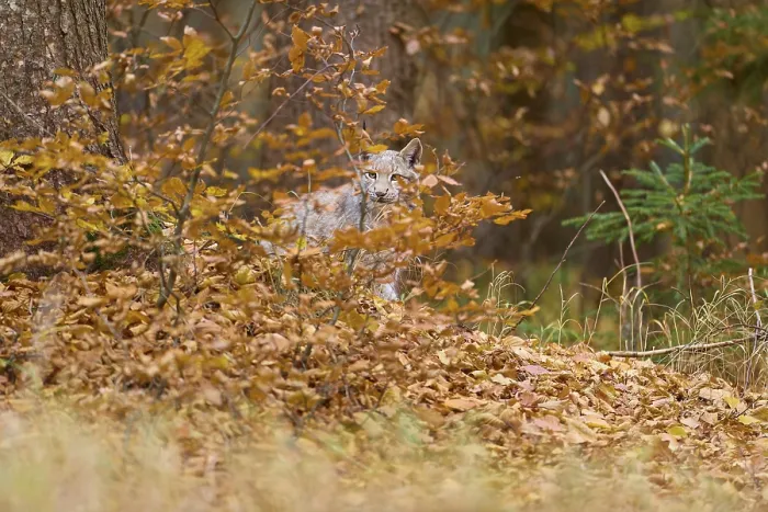 Framed Print : Eurasian lynx (Lynx lynx), in forest at autumn Framed Print : Eurasian lynx (Lynx lynx), in forest at autumn