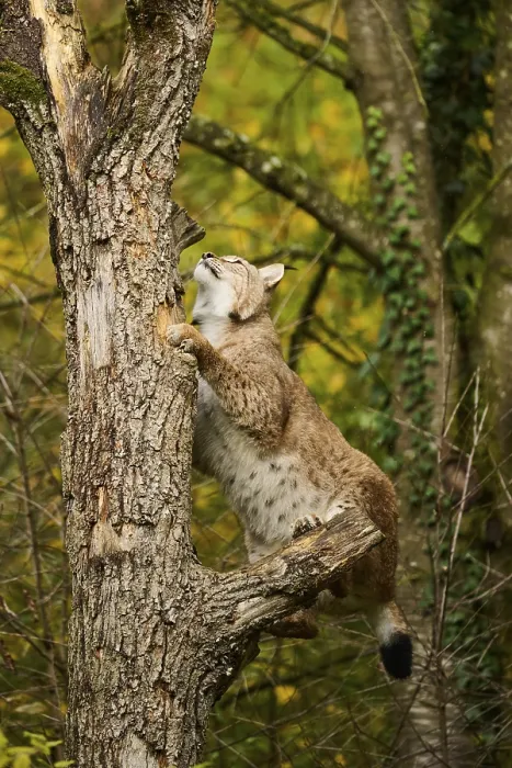 Framed Print : Eurasian lynx (Lynx lynx) jumping up a tree