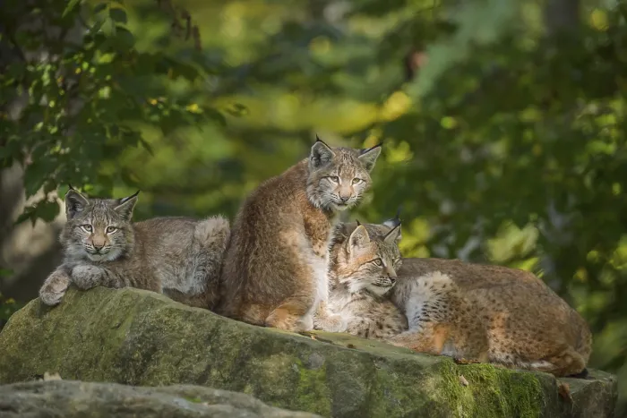Framed Print : Eurasian Lynx (Lynx lynx), three kittens, captive