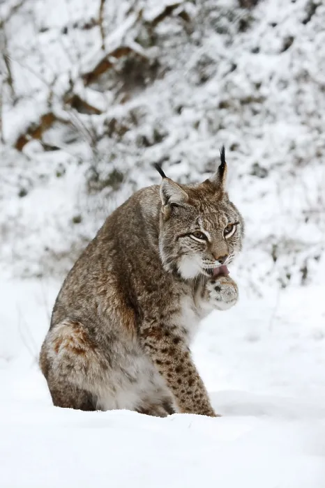 Framed Print : Eurasian lynx (Lynx lynx) licking its paw Framed Print : Eurasian lynx (Lynx lynx) licking its paw