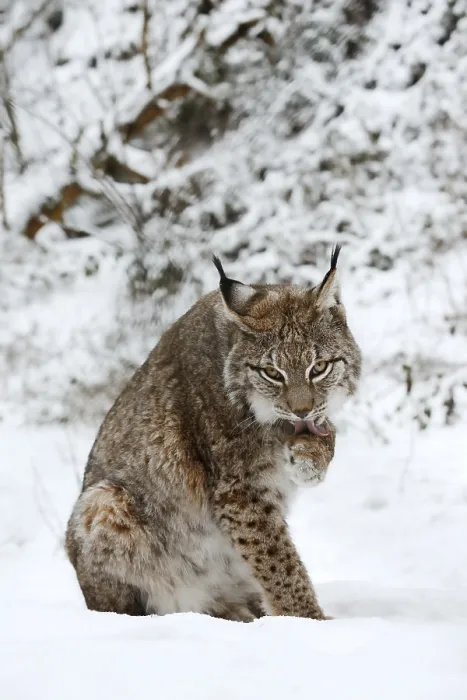 Framed Print : Eurasian lynx (Lynx lynx) licking its paw