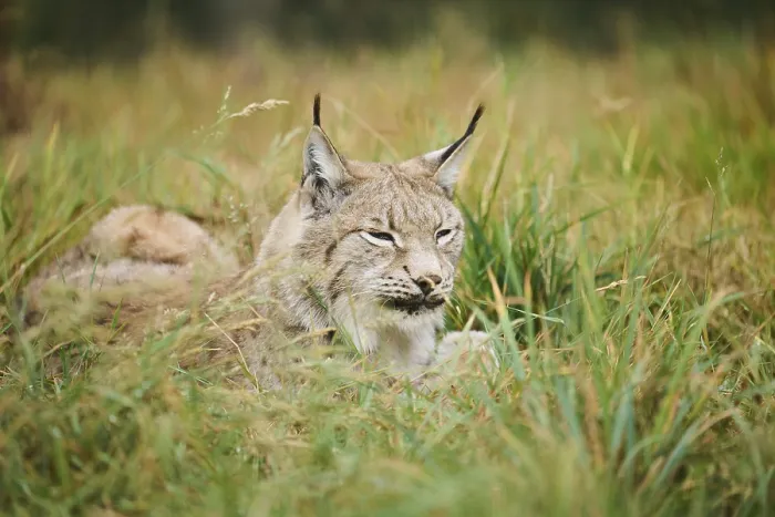Framed Print : Eurasian lynx (Lynx lynx) lying on a meadow Framed Print : Eurasian lynx (Lynx lynx) lying on a meadow