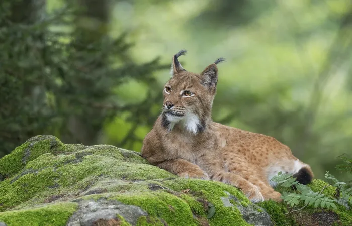 Framed Print : Eurasian lynx (Lynx lynx) lying on a moss-covered rock in the forest and looking attentively Framed Print : Eurasian lynx (Lynx lynx) lying on a moss-covered rock in the forest and looking attentively