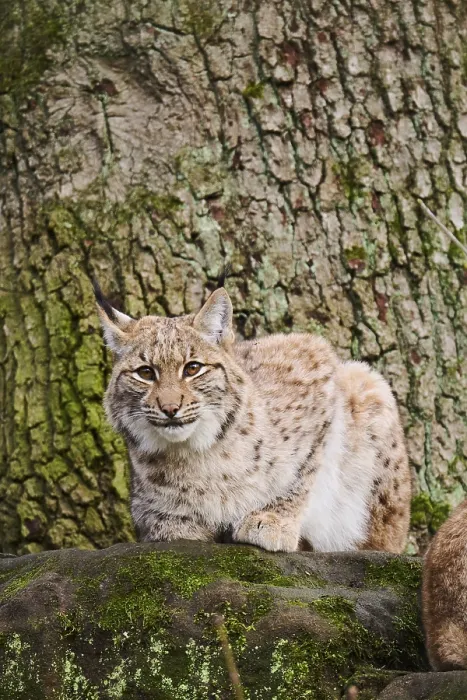 Framed Print : Eurasian lynx (Lynx lynx) lying on a rock