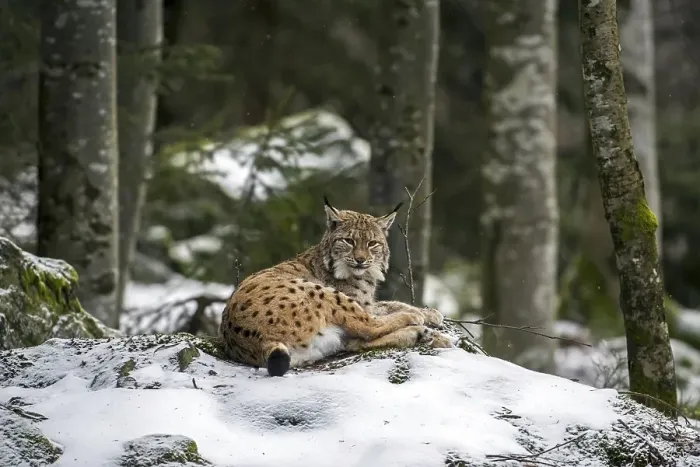 Framed Print : Eurasian lynx (Lynx lynx) lying on rock in the snow in winter Framed Print : Eurasian lynx (Lynx lynx) lying on rock in the snow in winter