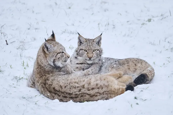 Framed Print : Eurasian lynx (Lynx lynx) lying in the snow