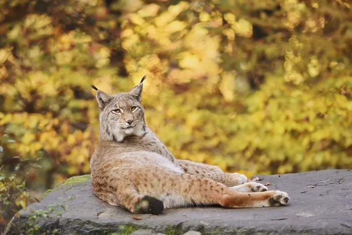 Framed Print : Eurasian lynx (Lynx lynx) lying on a stone in autumn