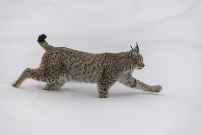 Framed Print : Eurasian lynx (Lynx lynx), male