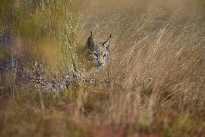 Framed Print : Eurasian lynx (Lynx lynx), in meadow at autumn Framed Print : Eurasian lynx (Lynx lynx), in meadow at autumn