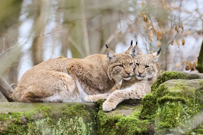 Framed Print : Eurasian lynx (Lynx lynx) mother with her youngster lying on a rock Framed Print : Eurasian lynx (Lynx lynx) mother with her youngster lying on a rock