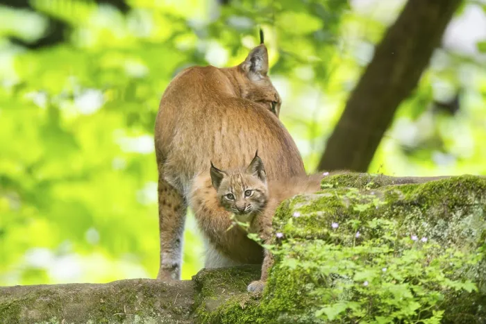 Framed Print : Eurasian lynx (Lynx lynx) mother with her youngsters (cubs) in a forest Framed Print : Eurasian lynx (Lynx lynx) mother with her youngsters (cubs) in a forest