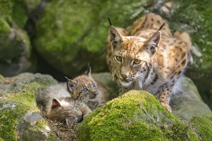 Framed Print : Eurasian lynx (Lynx lynx) mother with her youngsters (cubs) lying on a rock in a forest