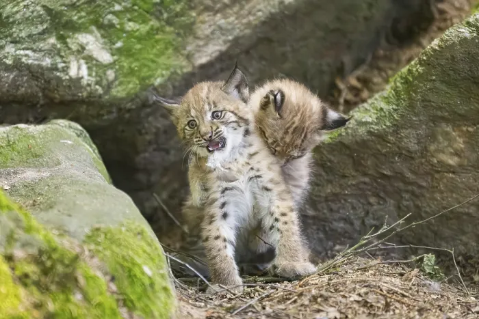 Framed Print : Eurasian lynx (Lynx lynx) mother with her youngsters (cubs) playing between rocks with each other in a forest Framed Print : Eurasian lynx (Lynx lynx) mother with her youngsters (cubs) playing between rocks with each other in a forest