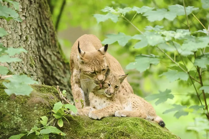 Framed Print : Eurasian lynx (Lynx lynx) mother with her youngsters in a forest