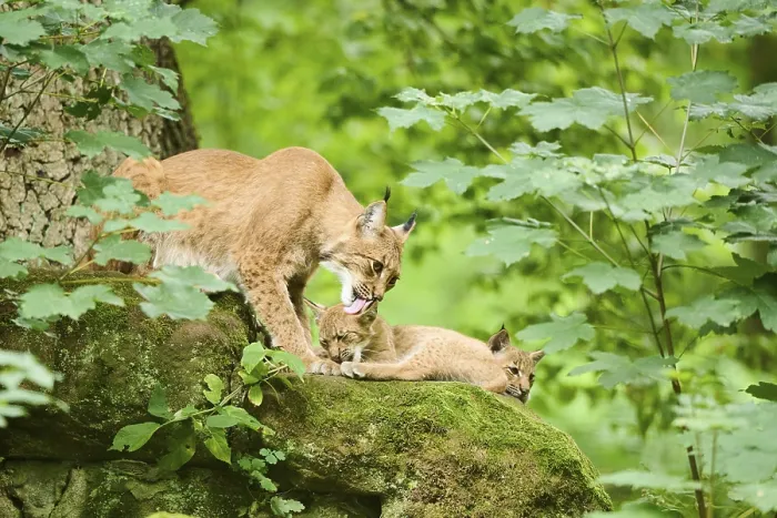 Framed Print : Eurasian lynx (Lynx lynx) mother with her youngsters in a forest