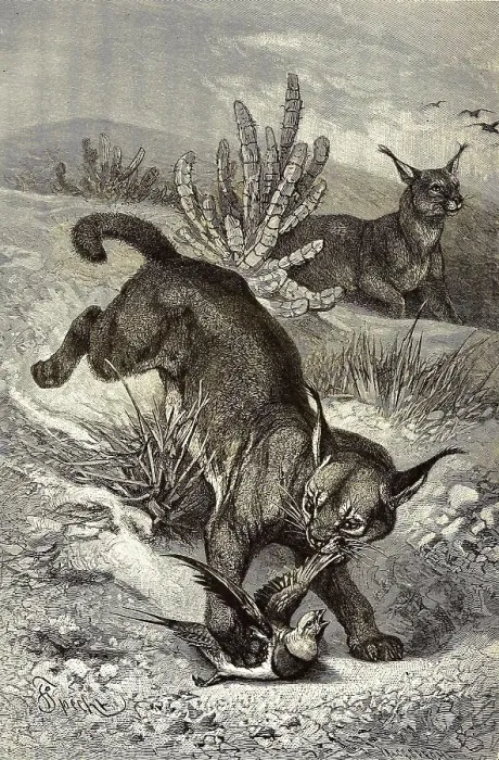 Framed Print : Eurasian Lynx (Lynx lynx) or Northern Lynx