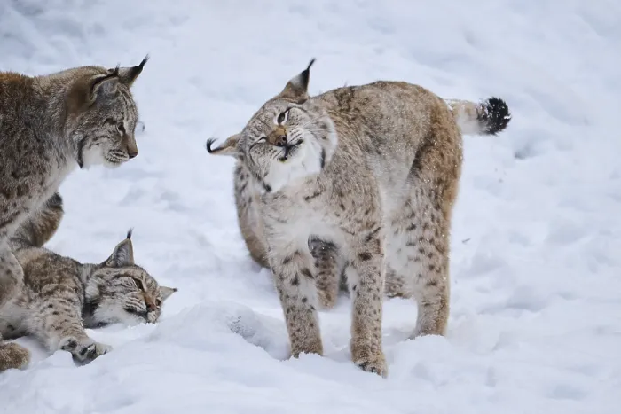 Framed Print : Eurasian lynx (Lynx lynx) playing in the snow in winter