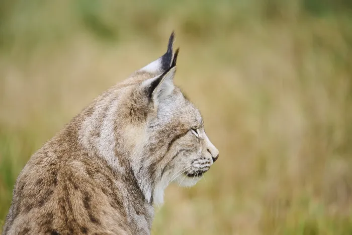 Framed Print : Eurasian lynx (Lynx lynx), portrait