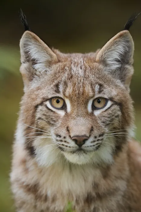 Framed Print : Eurasian lynx (Lynx lynx), portrait