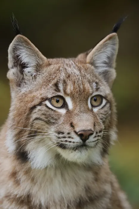 Framed Print : Eurasian lynx (Lynx lynx), portrait Framed Print : Eurasian lynx (Lynx lynx), portrait