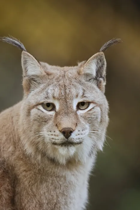 Framed Print : Eurasian lynx (Lynx lynx), portrait