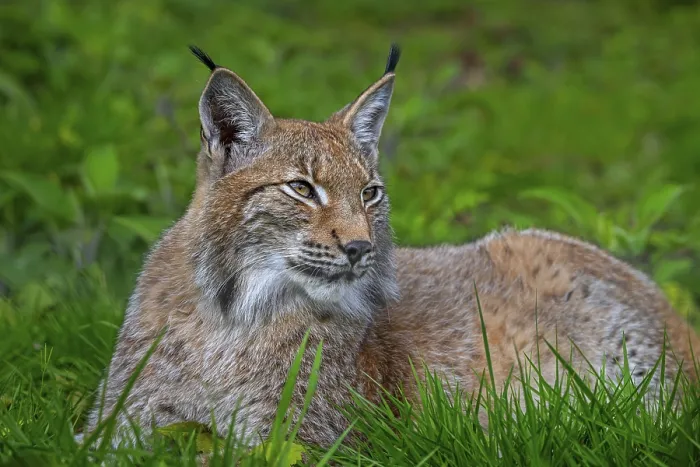 Framed Print : Eurasian lynx (Lynx lynx) resting in grassland