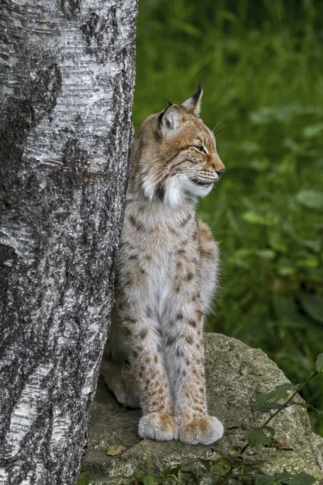 Framed Print : Eurasian lynx (Lynx lynx) resting on rock next to birch tree in forest Framed Print : Eurasian lynx (Lynx lynx) resting on rock next to birch tree in forest