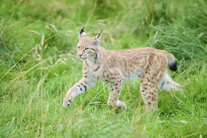 Framed Print : Eurasian lynx (Lynx lynx) running through the grass