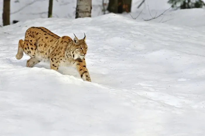 Framed Print : Eurasian lynx (Lynx lynx) running in the snow in winter Framed Print : Eurasian lynx (Lynx lynx) running in the snow in winter
