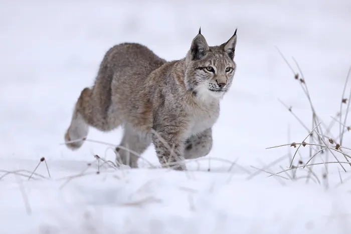 Framed Print : Eurasian lynx (Lynx lynx) running in a snowy meadow