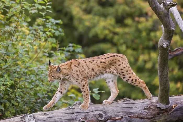 Framed Print : A Eurasian lynx (Lynx lynx) runs down a dead tree lying at an angle