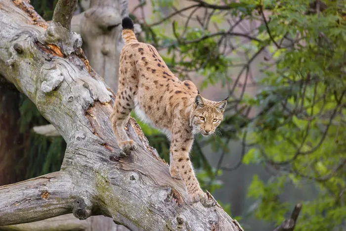 Framed Print : A Eurasian lynx (Lynx lynx) runs down a dead tree lying at an angle