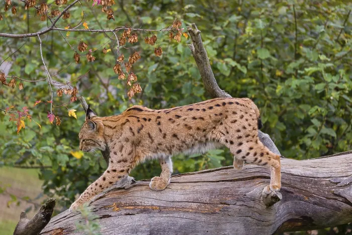 Framed Print : A Eurasian lynx (Lynx lynx) runs down a dead tree lying at an angle Framed Print : A Eurasian lynx (Lynx lynx) runs down a dead tree lying at an angle