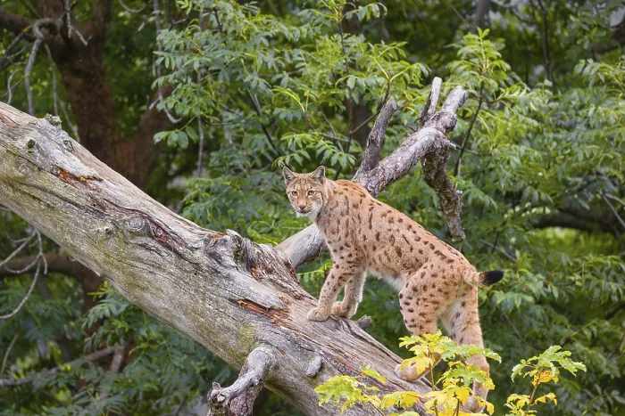 Framed Print : A Eurasian lynx (Lynx lynx) runs up a dead tree lying at an angle