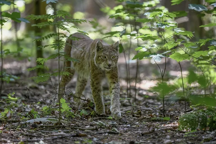 Framed Print : Eurasian lynx or (Lynx lynx) runs in deciduous forest Framed Print : Eurasian lynx or (Lynx lynx) runs in deciduous forest