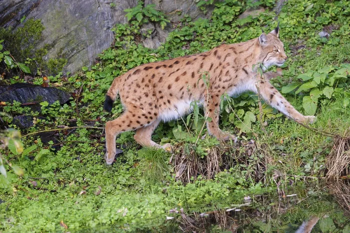 Framed Print : A Eurasian lynx (Lynx lynx) runs across a green meadow between a pond and a rock face