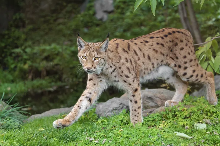 Framed Print : A Eurasian lynx (Lynx lynx) runs across a meadow