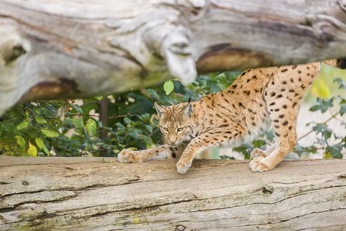 Framed Print : A Eurasian lynx (Lynx lynx) sharpens his claws on a dead tree lying on the ground Framed Print : A Eurasian lynx (Lynx lynx) sharpens his claws on a dead tree lying on the ground