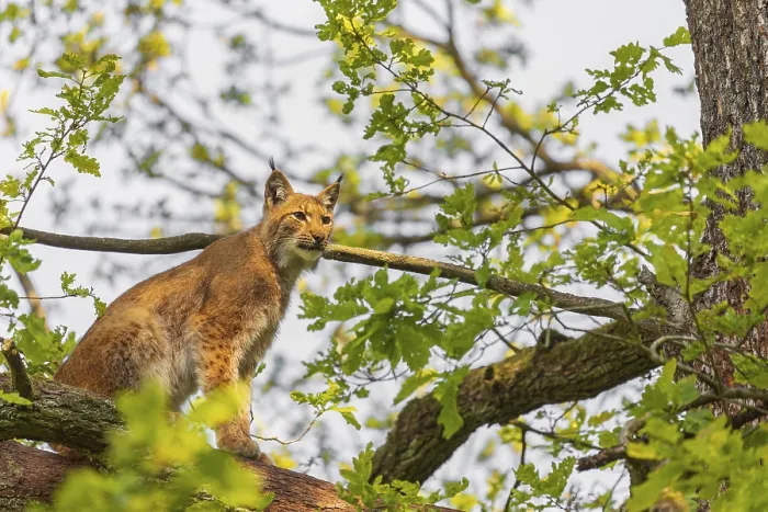 Framed Print : A Eurasian lynx, (Lynx lynx) sits on a branch high up in a big tree Framed Print : A Eurasian lynx, (Lynx lynx) sits on a branch high up in a big tree