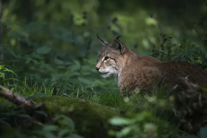 Framed Print : Eurasian lynx (Lynx lynx), sitting in the bushes