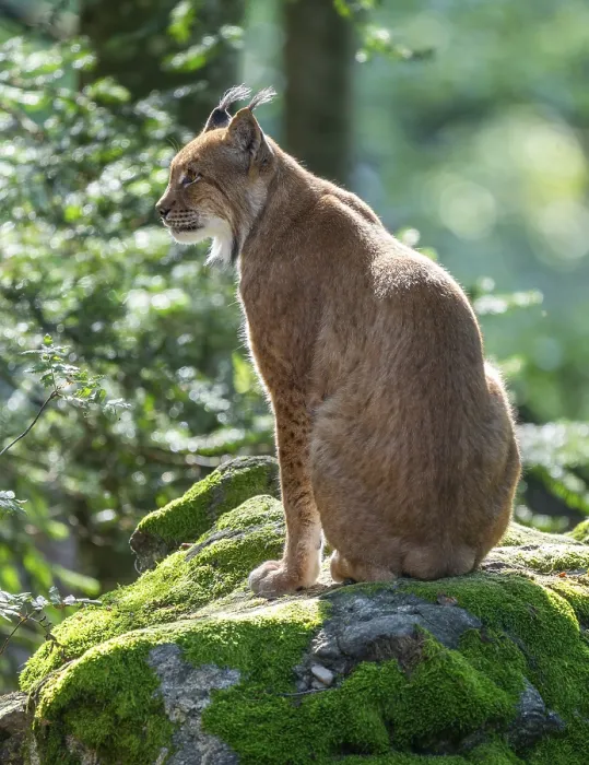 Framed Print : Eurasian lynx (Lynx lynx) sitting on a moss-covered rock in the forest and looking attentively
