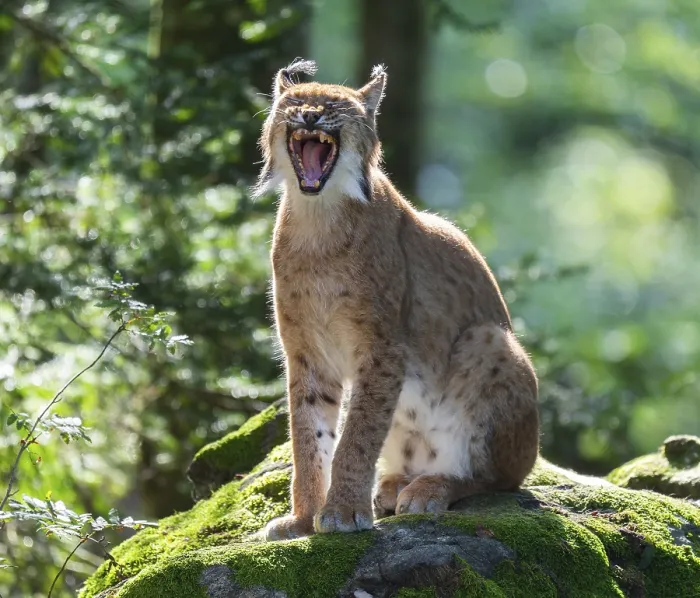 Framed Print : Eurasian lynx (Lynx lynx) sitting on a moss-covered rock in the forest and yawning