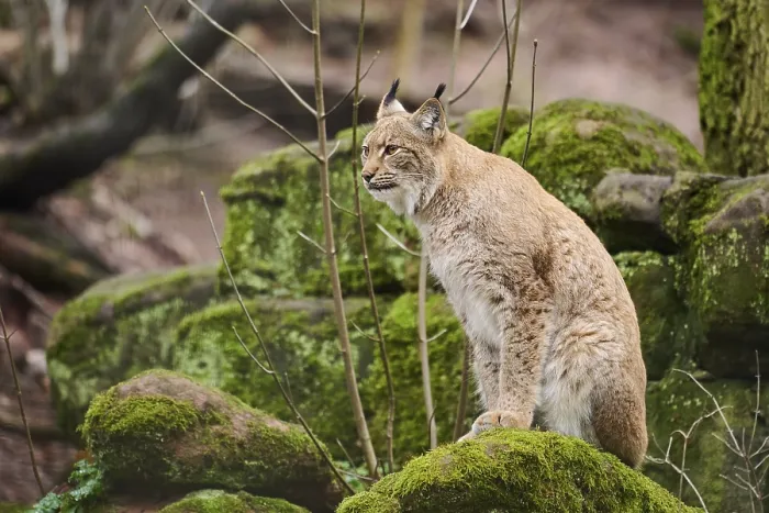 Framed Print : Eurasian lynx (Lynx lynx) sitting on a rock
