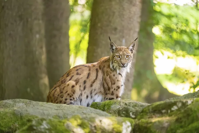 Framed Print : Eurasian lynx (Lynx lynx) sitting on a rock in a forest