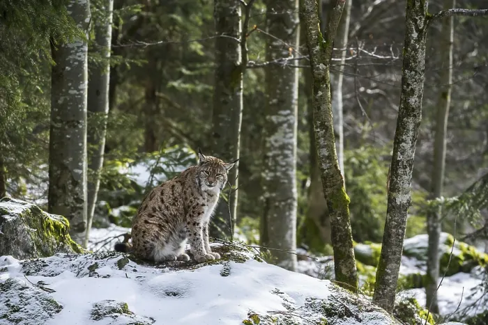 Framed Print : Eurasian lynx (Lynx lynx) sitting on rock in the snow in winter